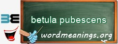 WordMeaning blackboard for betula pubescens